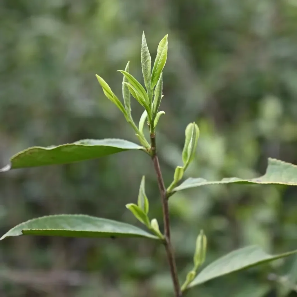 Camellia sinensis