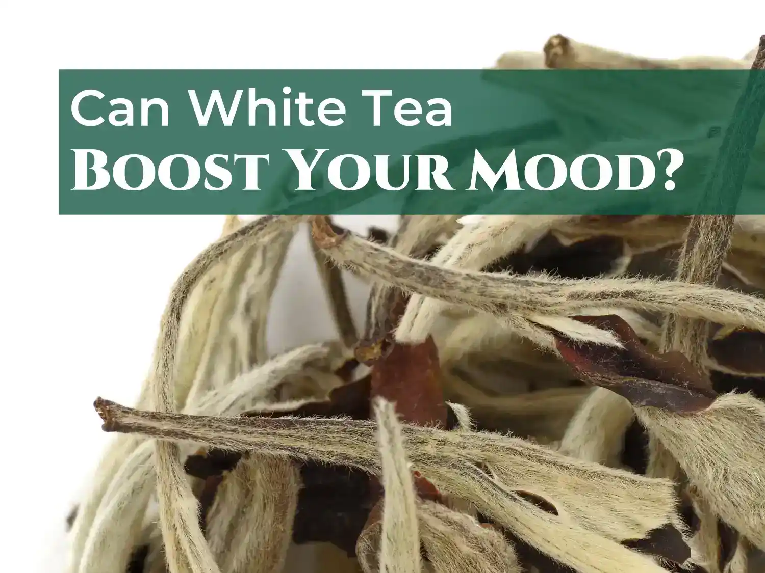 Can White Tea Boost Your Mood