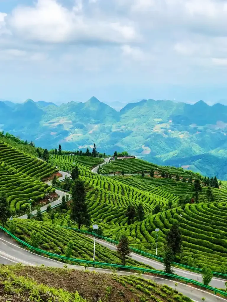 China's Qinling Tea - Producing Area